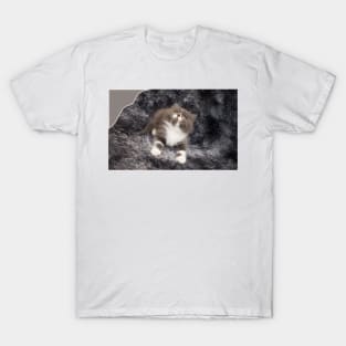 lovely cats T-Shirt